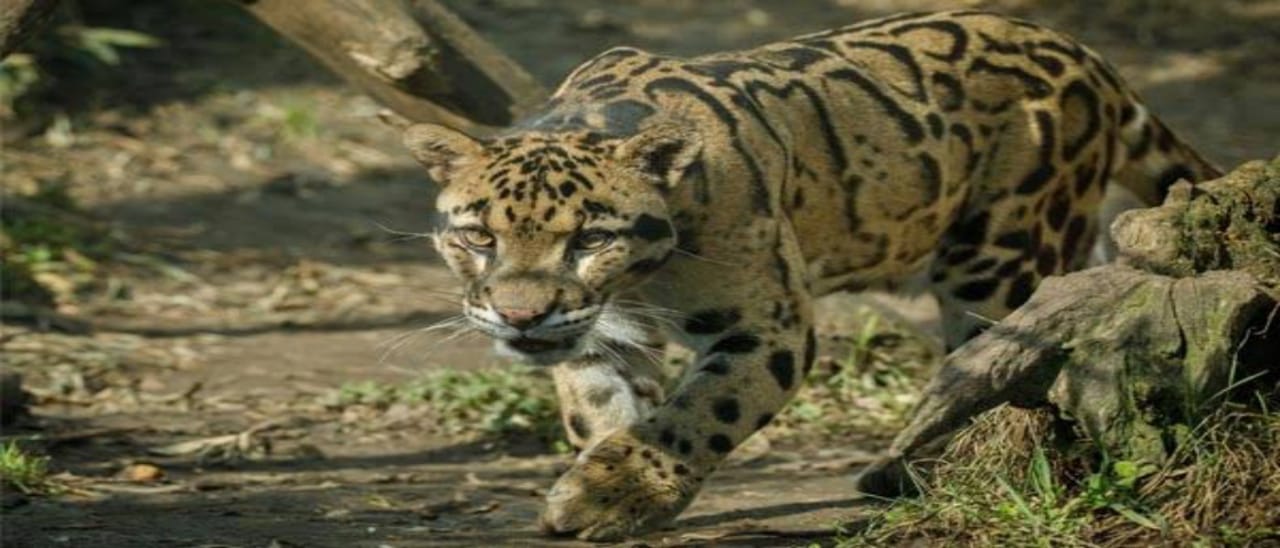 Namdapha Tiger Reserve 