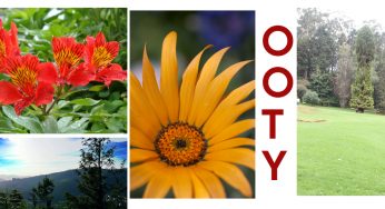 Ooty Best Time to Visit
