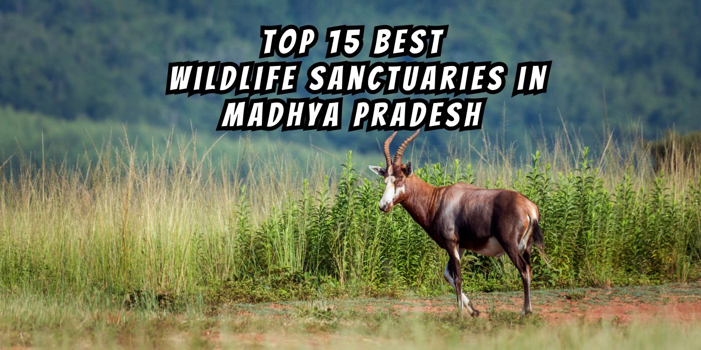 Top 15 Best Wildlife Sanctuaries in Madhya Pradesh