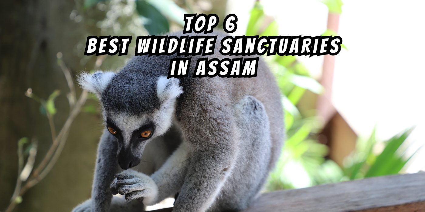 Top 6 Best Wildlife Sanctuaries in Assam
