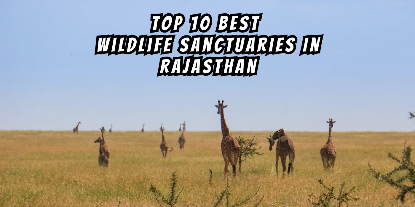 Top 10 Best Wildlife Sanctuaries In Rajasthan