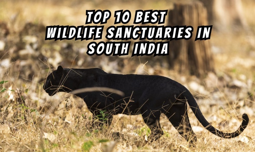 Top 10 Best Wildlife Sanctuaries In South India