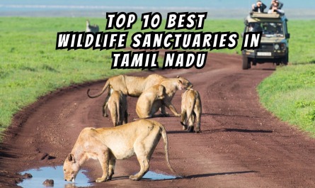 Top 10 Best Wildlife Sanctuaries in Tamil Nadu