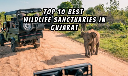 Top 10 Best Wildlife Sanctuaries In Gujarat