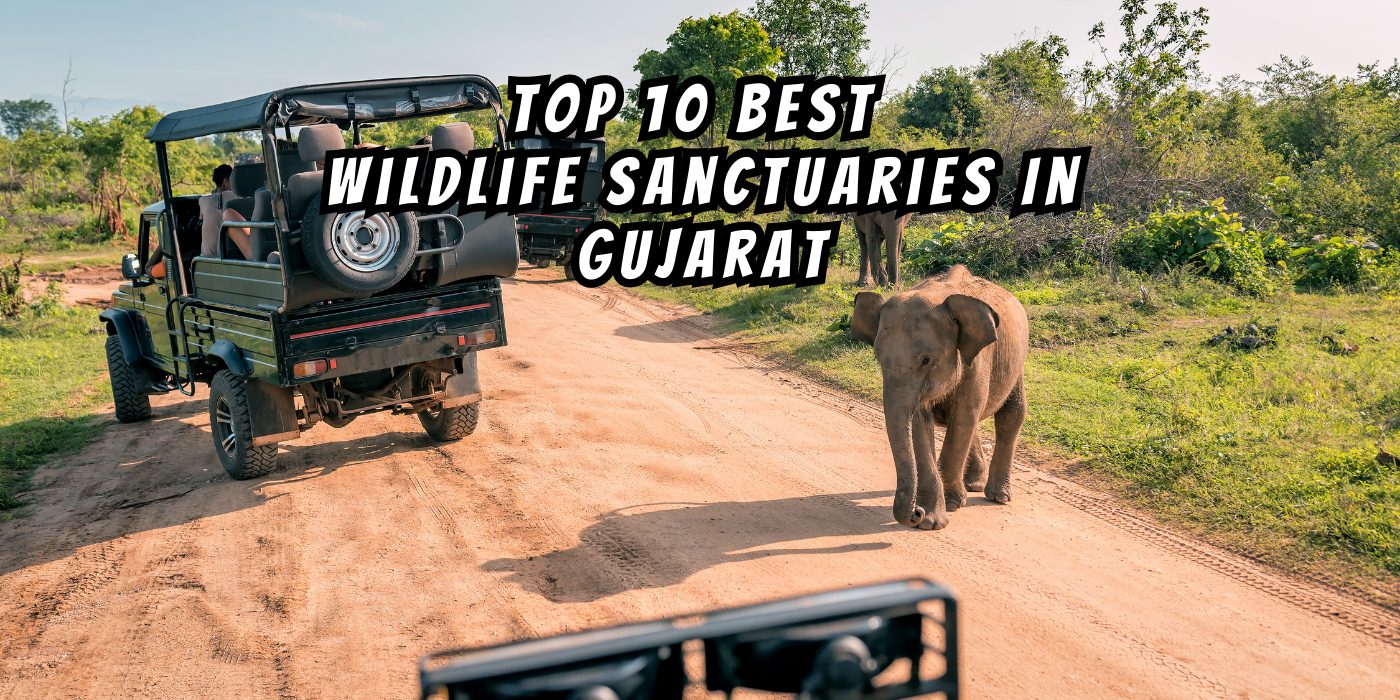 Top 10 Best Wildlife Sanctuaries In Gujarat