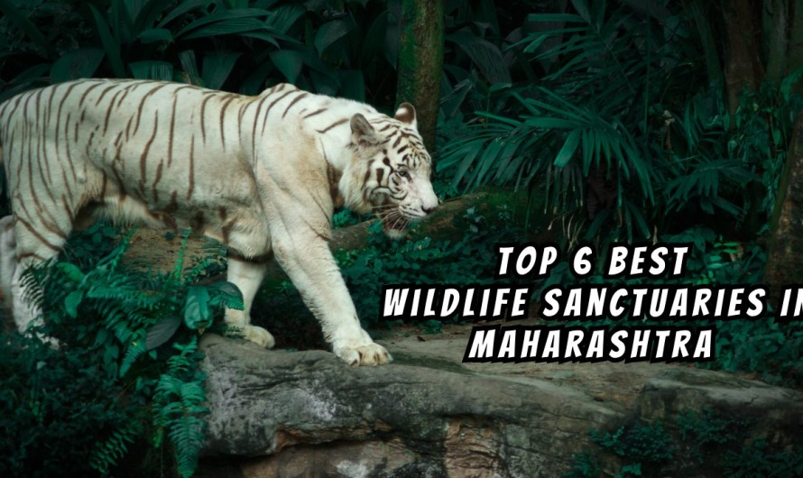 Top 6 Best Wildlife Sanctuaries In Maharashtra