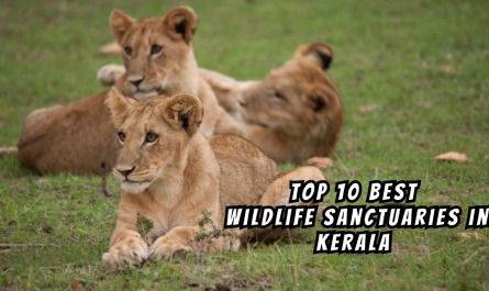 Top 10 Best Wildlife Sanctuaries in Kerala