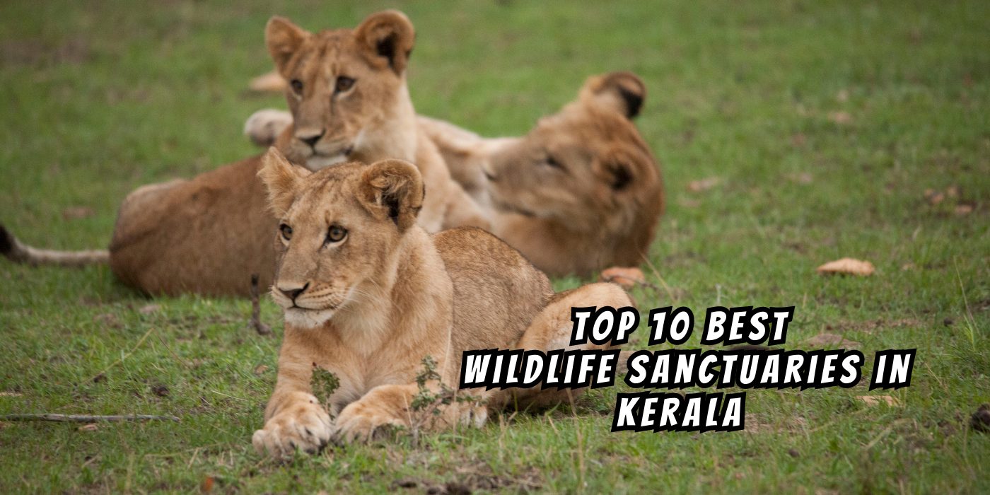 Top 10 Best Wildlife Sanctuaries in Kerala