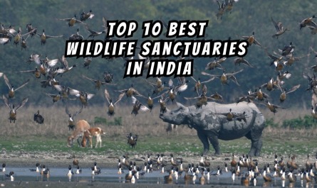 Top 10 Best Wildlife Sanctuaries In India